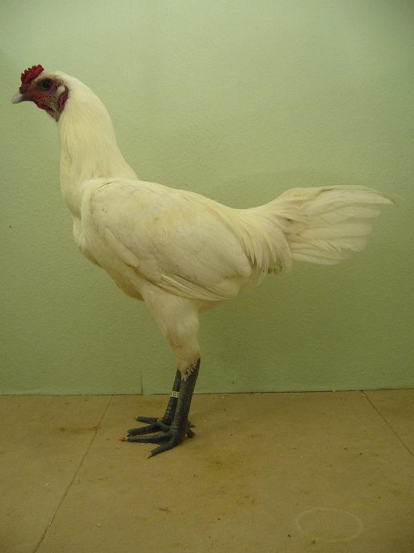 Munster 2009 316.jpg - Lüttiger Zwergkämpfer weiss von Udo Felgenhauer